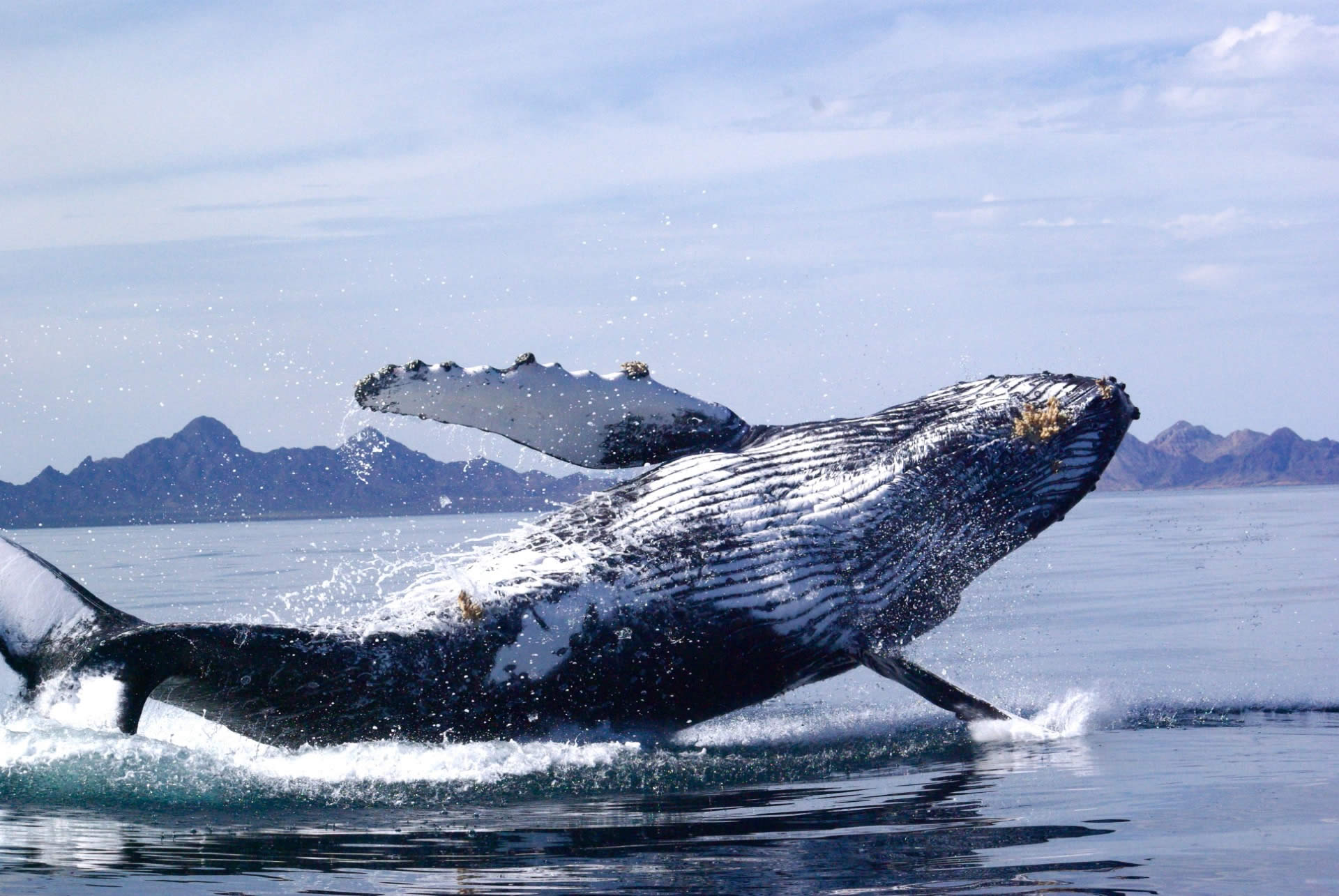 Natures Council - Listening to Nature's Counsel