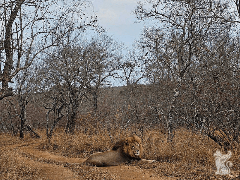 Virtual StarLion Journey 2026 Virtual StarLion Journey 2026