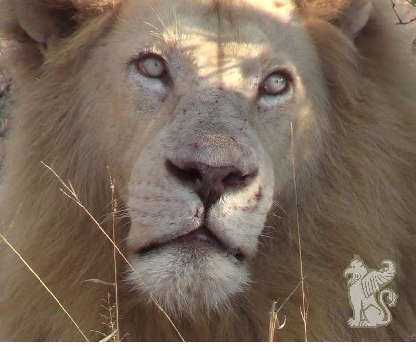 Virtual StarLion Journey 2026